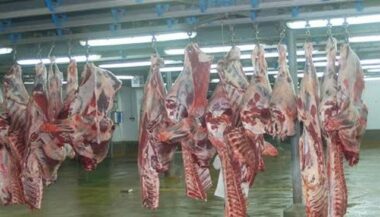 Fermeture des abattoirs de viandes rouges : comment on en est arrivé là