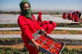 Agriculture: comment nourrir une Afrique qui se réchauffe?