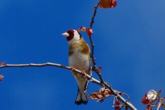 Chardonneret élégant, l'oiseau chanteur le plus menacé par le braconnage au Maroc