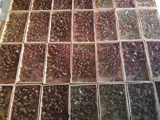 Espèces menacées: saisie de 1.680 chardonnerets à Oujda