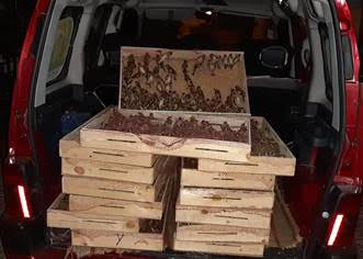 Espèces menacées: saisie de 1.680 chardonnerets à Oujda