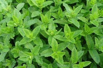 L'ONSSA resserre l'étau contre les producteurs de menthe non conforme