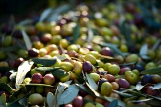 Filière oléicole. La cueillette des olives débute sous le signe de l’incertitude