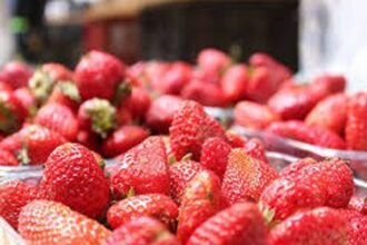 Huelva: La sélection des travailleuses saisonnières se fera cette semaine