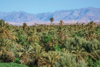 Changement climatique: les oasis marocaines menacées d'extinction (Greenpeace)