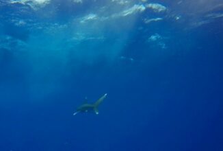 Déjà menacés, les océans en manque d'oxygène
