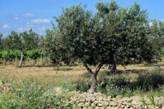 La production oléicole dans l'Oriental a presque doublé en dix ans