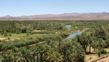 Le palmier dattier déclaré patrimoine culturel immatériel de l'Unesco