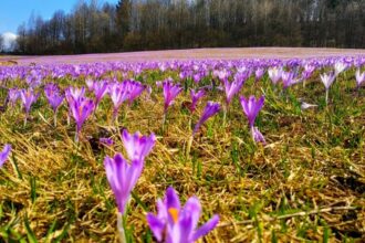 Safran : Les opérateurs s’attendent à une baisse de la production cette année