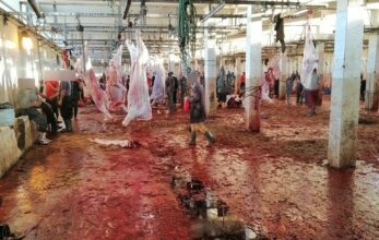 Casablanca: les bouchers dénoncent la fermeture des abattoirs non conformes