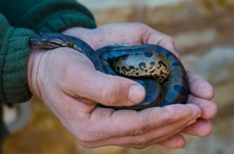 Naissance de 26 bébés anacondas au Crocoparc d'Agadir