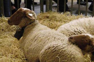 L'Onssa entame une campagne de vaccination de rappel du cheptel