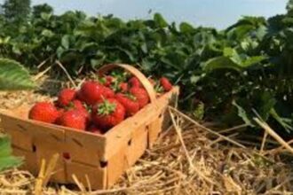 Les conditions des ouvrières marocaines à Huelva inquiètent les associations