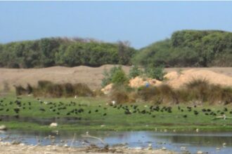Daya de Dar Bouazza: la police de l'eau remet la mare à son état initial
