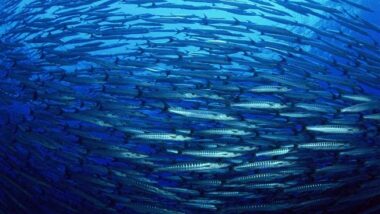 Record de chaleur océanique en 2023, perturbant la multiplication des sardines (INRH)