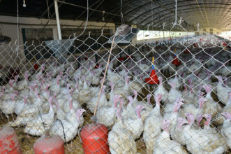 Covid-19: le secteur avicole continuera de fonctionner &ldquo;normalement&rdquo; (Fisa)
