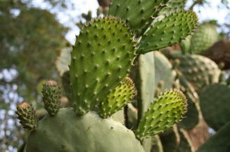 Traitement de plus de 650 hectares du cactus infestés par la cochenille