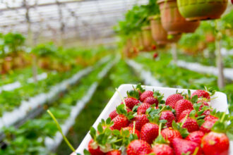 Cueillette des fraises: Seules 7.086 ouvrières marocaines ont rejoint Huelva