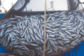 Accord de pêche Maroc-UE : la procureure générale de l’UE donnera son avis le 21 mars 2024 (EFE)