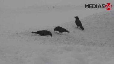 Au coeur des opérations de déneigement au Moyen Atlas