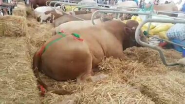 Toujours En direct du SIAM