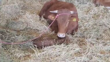 En direct: #SIAM 2019: Visite du pôle Élevage Ce live vous a été présenté par Cosumar sponsor officiel du #SIAM2019