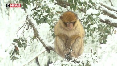 Chutes de neige à Ifrane