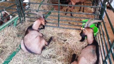 Live: SIAM 2018: Visite guidée du pôle Élevage du SIAM 2018. En partenariat avec le Groupe Holmarcom.