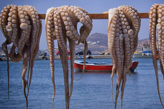 Arrêt de la pêche au poulpe sur l’ensemble du littoral en raison d’une baisse des ressources