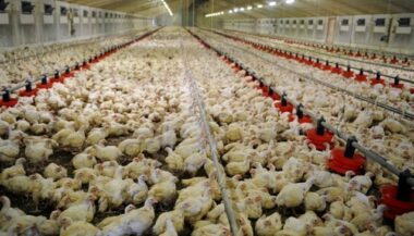 De la viande rouge et de volaille ukrainienne autorisée au Maroc?