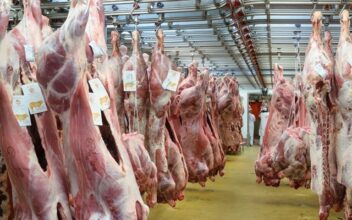 Tanger : 48 MDH pour les nouveaux abattoirs