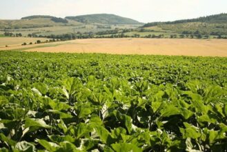 Le ministère de l'Agriculture poursuit les personnes impliquées dans le dossier d'un projet agricole à Khénifra