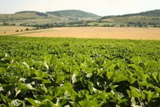 Campagne agricole 2012-2013: Les résultats passent au vert