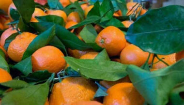 Clémentine: des travailleurs marocains pour sauver la saison en Corse