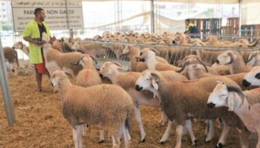 Aïd Al Adha: l'identification du cheptel a démarré