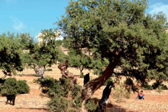 Inaugurations prochaines du centre Targant et du musée de l’arganier à Taghazout