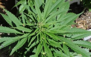 L'Uruguay va devenir le premier pays à contrôler le marché du cannabis