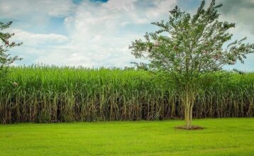 Une première: Cosumar équipe ses agriculteurs en cartes à puce pour améliorer leur quotidien et productivité