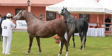 Les haras nationaux ouvrent leurs portes aux passionnés du cheval