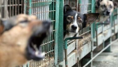 Chiens errants : démarrage d'une opération de stérilisation dans six grandes villes