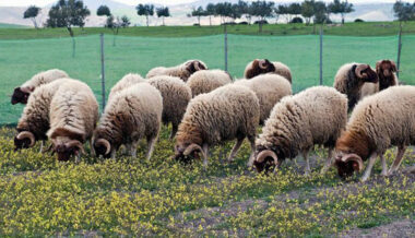 Aid Al Adha: les préparatifs se déroulent normalement, les éleveurs inquiets