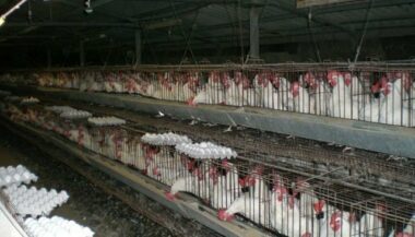 Abattoirs avicoles: les industriels dénoncent la grève des transporteurs