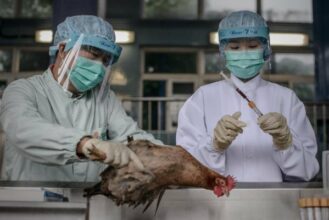 Hong Kong: Quarantaine pour les personnes en contact direct avec un porteur du virus H7N9