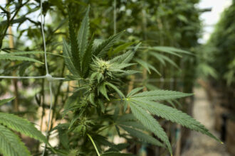 A l'approche des élections, le PAM ressort le dossier de la dépénalisation du cannabis