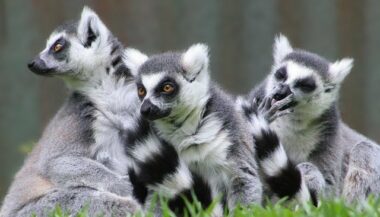 Quatre lionceaux et deux lémurs cattas au zoo de Rabat