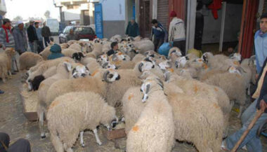 Aïd Al Adha: selon le ministère de l'Agriculture, l'offre couvre largement la demande