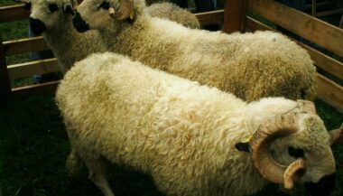 Melilia: le gouvernement étudie la possibilité d'importer des moutons marocains pour l'Aid