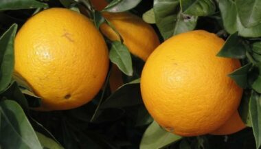 Banque de projets : Copa Maroc étend ses capacités de production