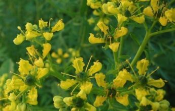 Marrakech s'est dotée d'un écosystème plantes aromatiques et médicinales