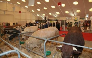 MaroCarne: les viandes rouges à l’honneur